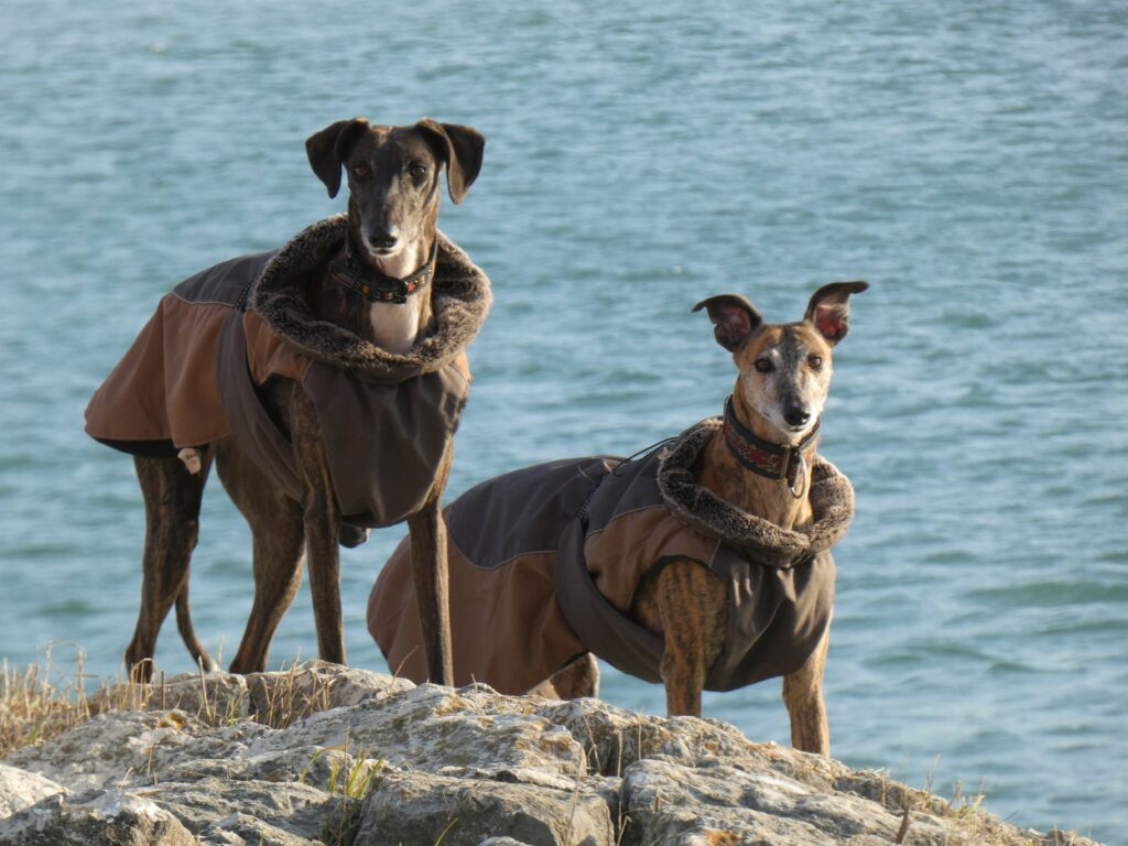 Article 5 manteaux galgos