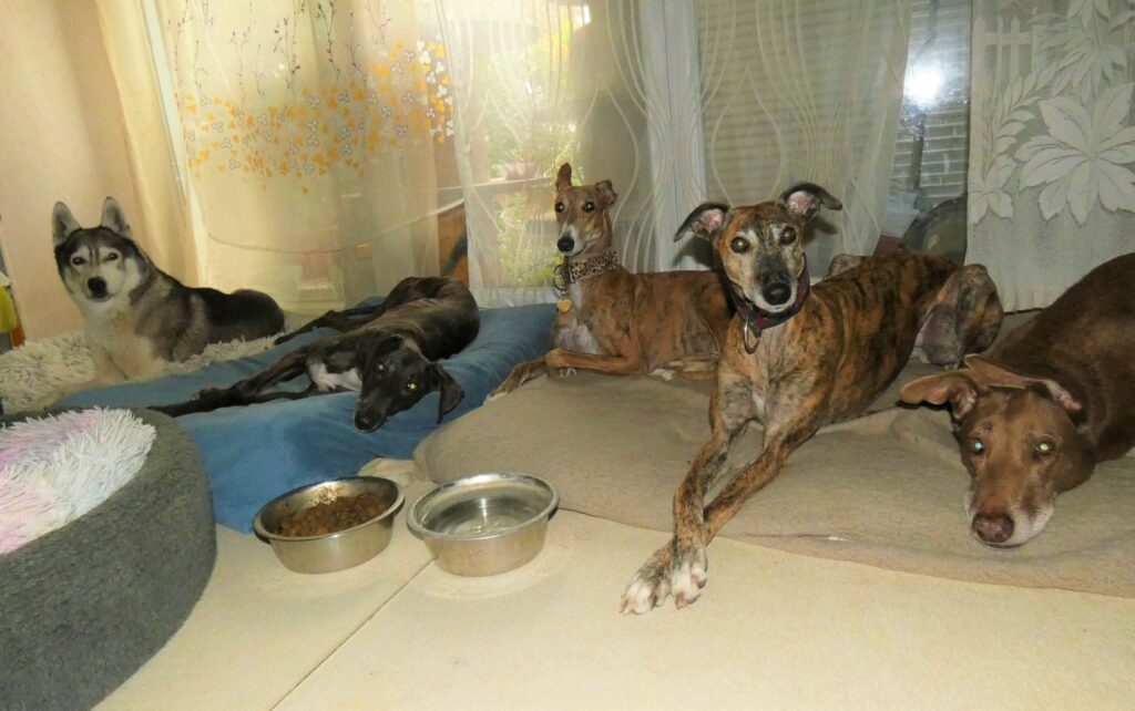 Le club des 5, mes galgos adoptés