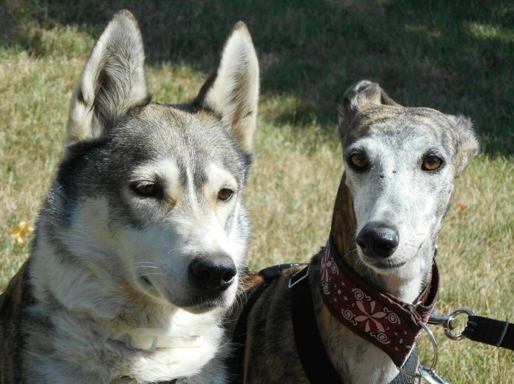 Article sécurité des galgos Chtil et Kiss