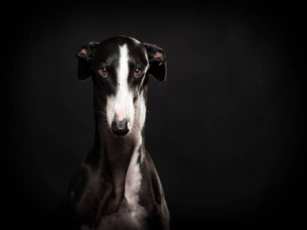 spanish greyhound portrait