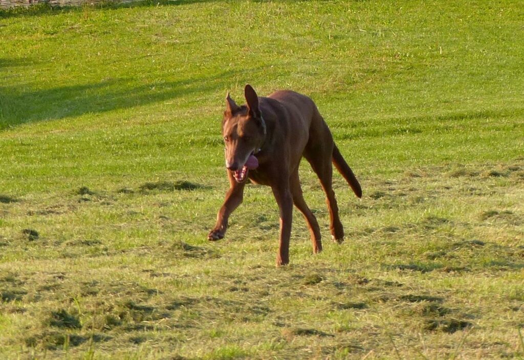 Darius le chien à cinq pattes