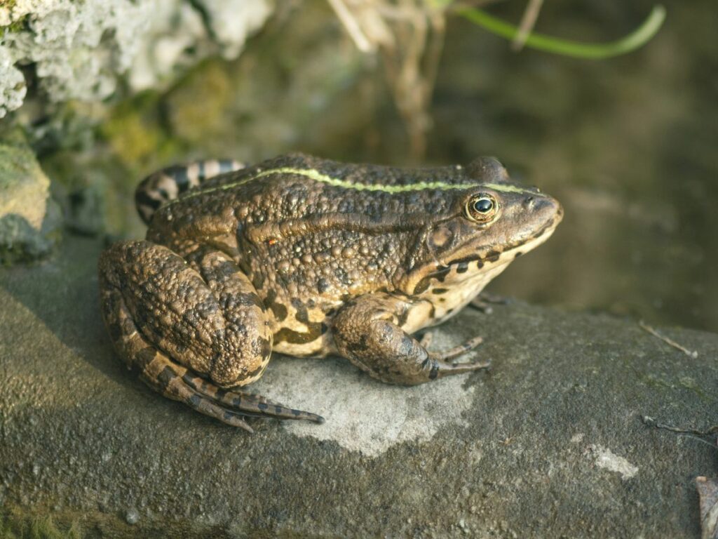 crapaud