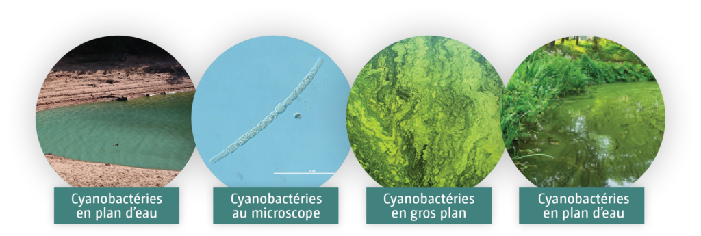 cyanobacteries