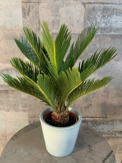 cycas