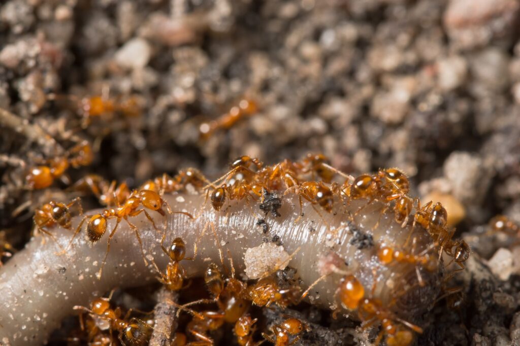 fourmis de feu