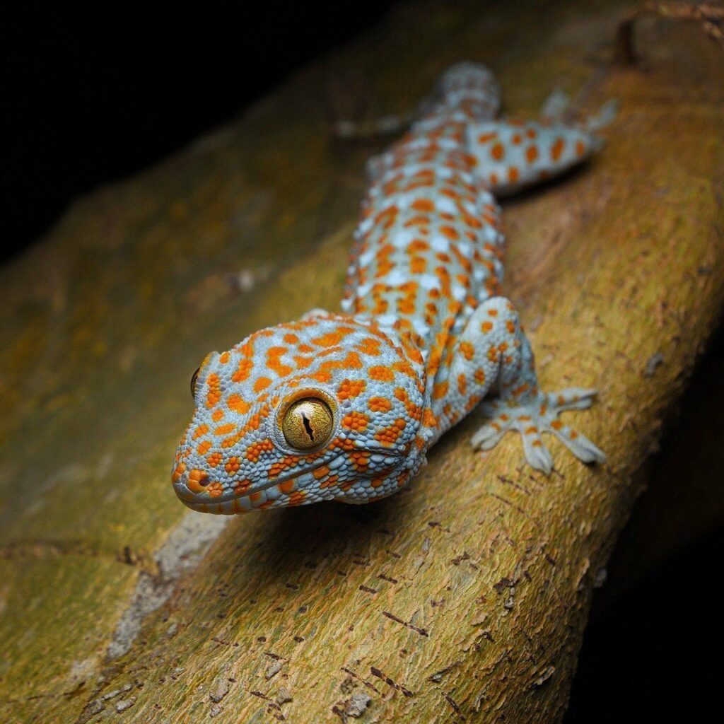 gecko tokay