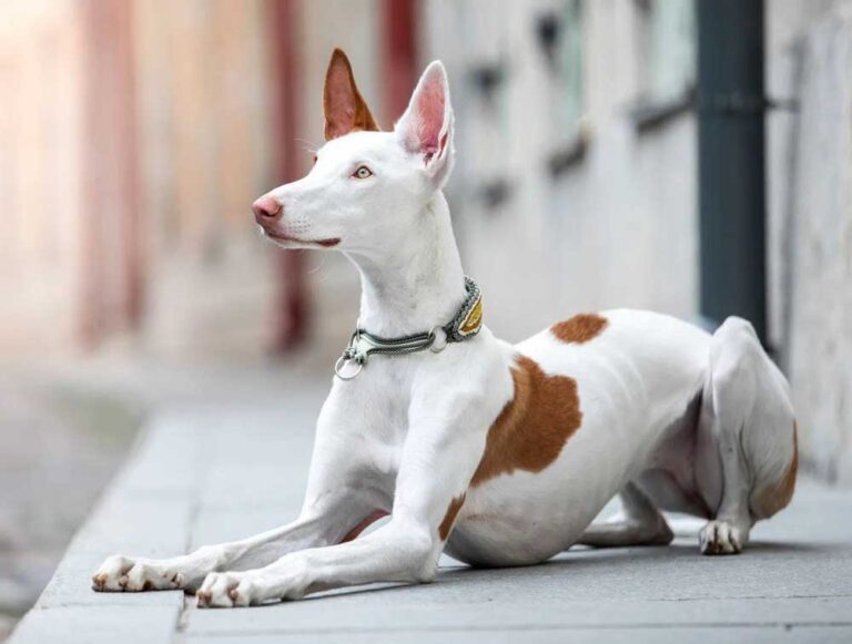 levrier ibizan hound