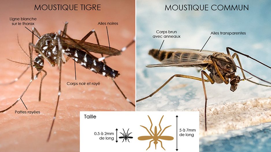 moustique tigre moustique versus normal