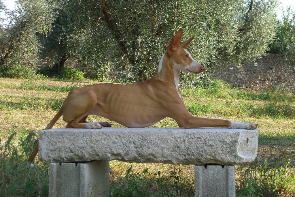 podenco canaries