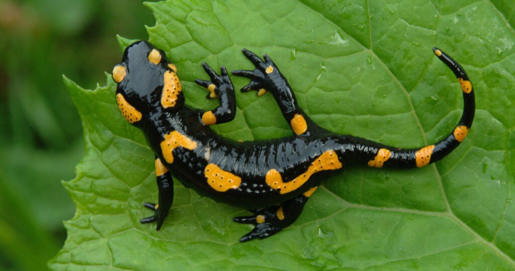 salamander lizard on a leaf