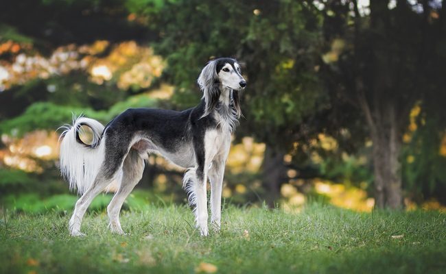 saluki