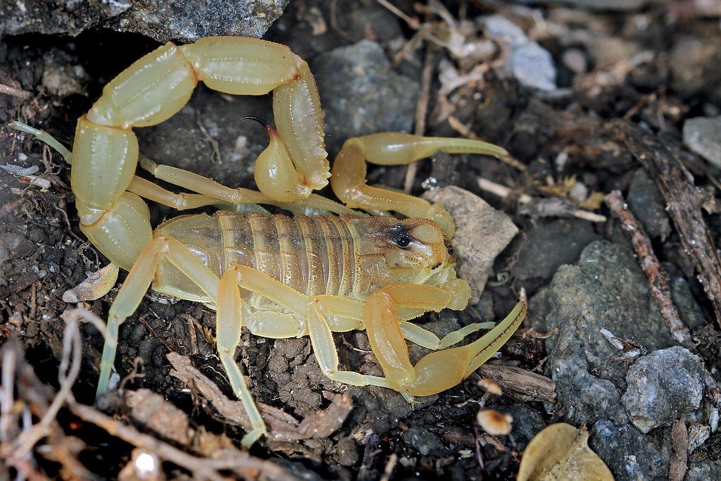 Scorpion languedocien