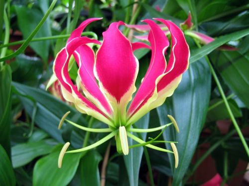 gloriosa