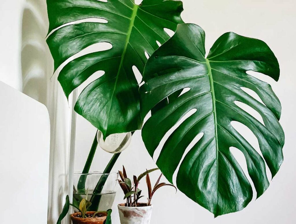 monstera