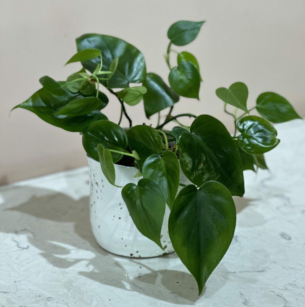 philodendron