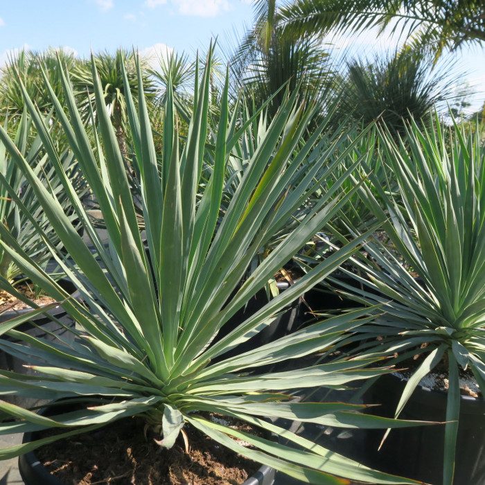 yucca gloriosa sp feuilles de dragonnier