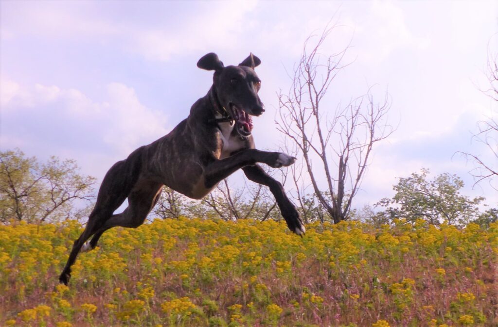 Adoption-Lovely-galga