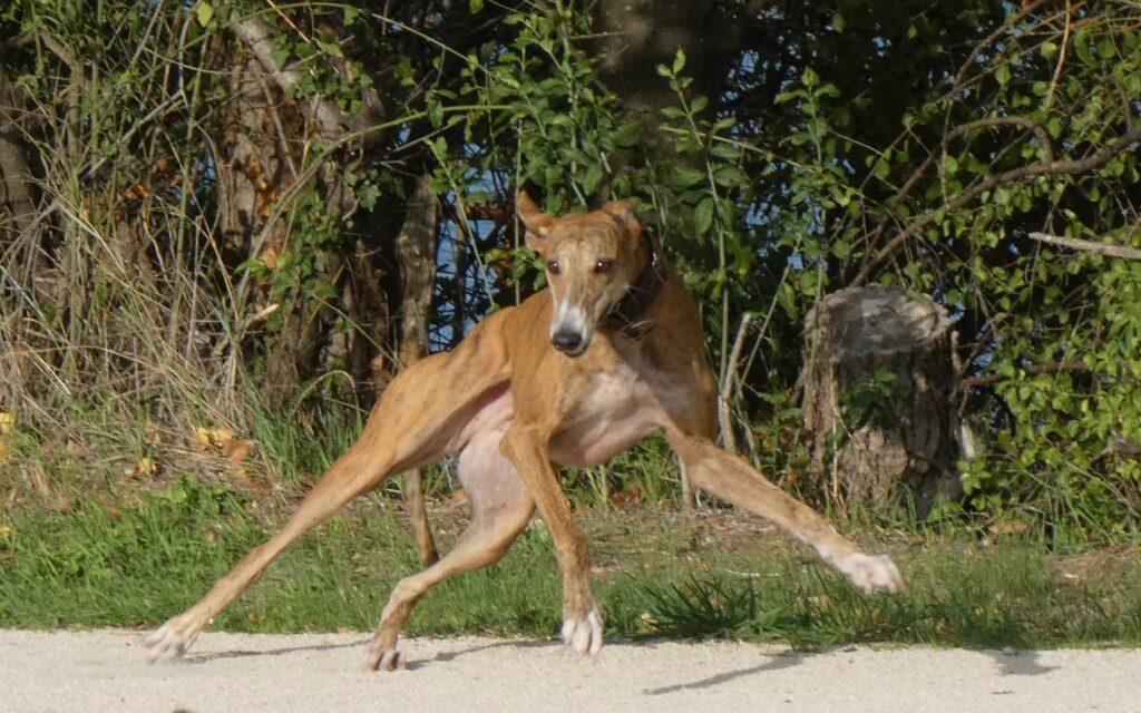 L'adoption de Savannah ma 4ème galga