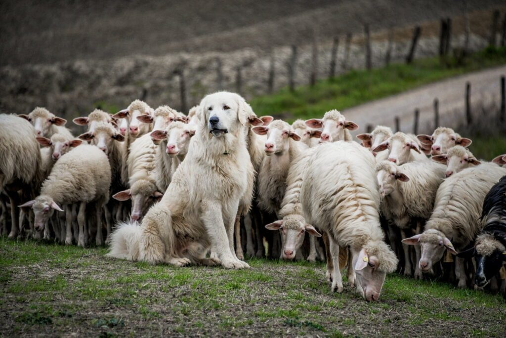 Comment gérer la rencontre avec un patou en balade