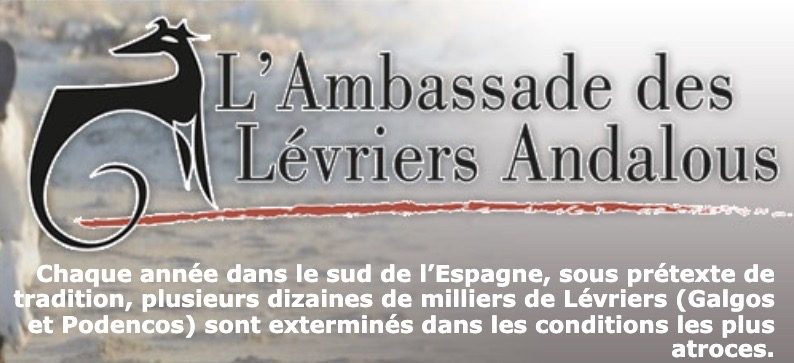 l-ambassade-des-levriers-andalous