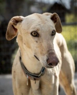 galgo-adoption